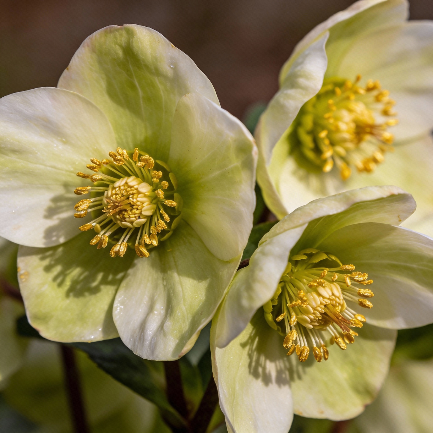 Light Green Hellebore Seeds - Hellebore Flower Seeds for Garden