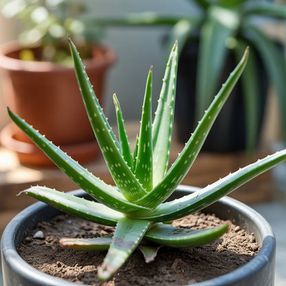 Aloe Vera Seeds for Planting - Non-GMO Perennial Succulent for Indoor and Outdoor Growing
