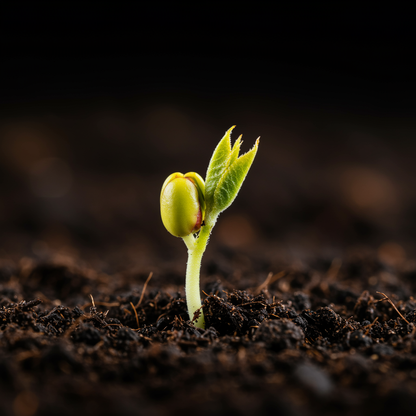 European Pear Tree Pyrus Communis Fruit Seeds – White Flowers & Green Fruit