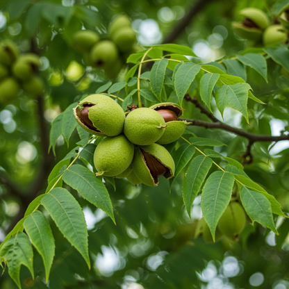 Kingnut Hickory Seeds (Carya laciniosa) – Hardy Nut Tree Seeds for Planting