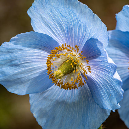 Meconopsis Napaulensis Flower Seeds for Garden Planting