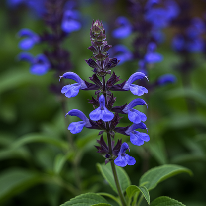 Salvia Amplexicaulis Seeds for Garden Planting