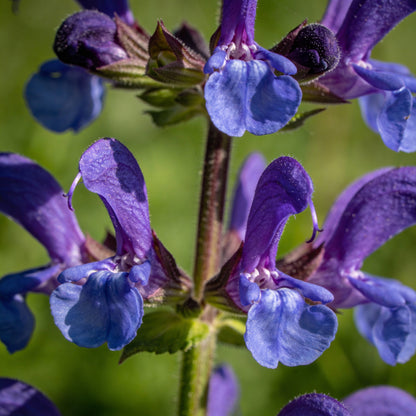 Salvia Amplexicaulis Seeds for Garden Planting