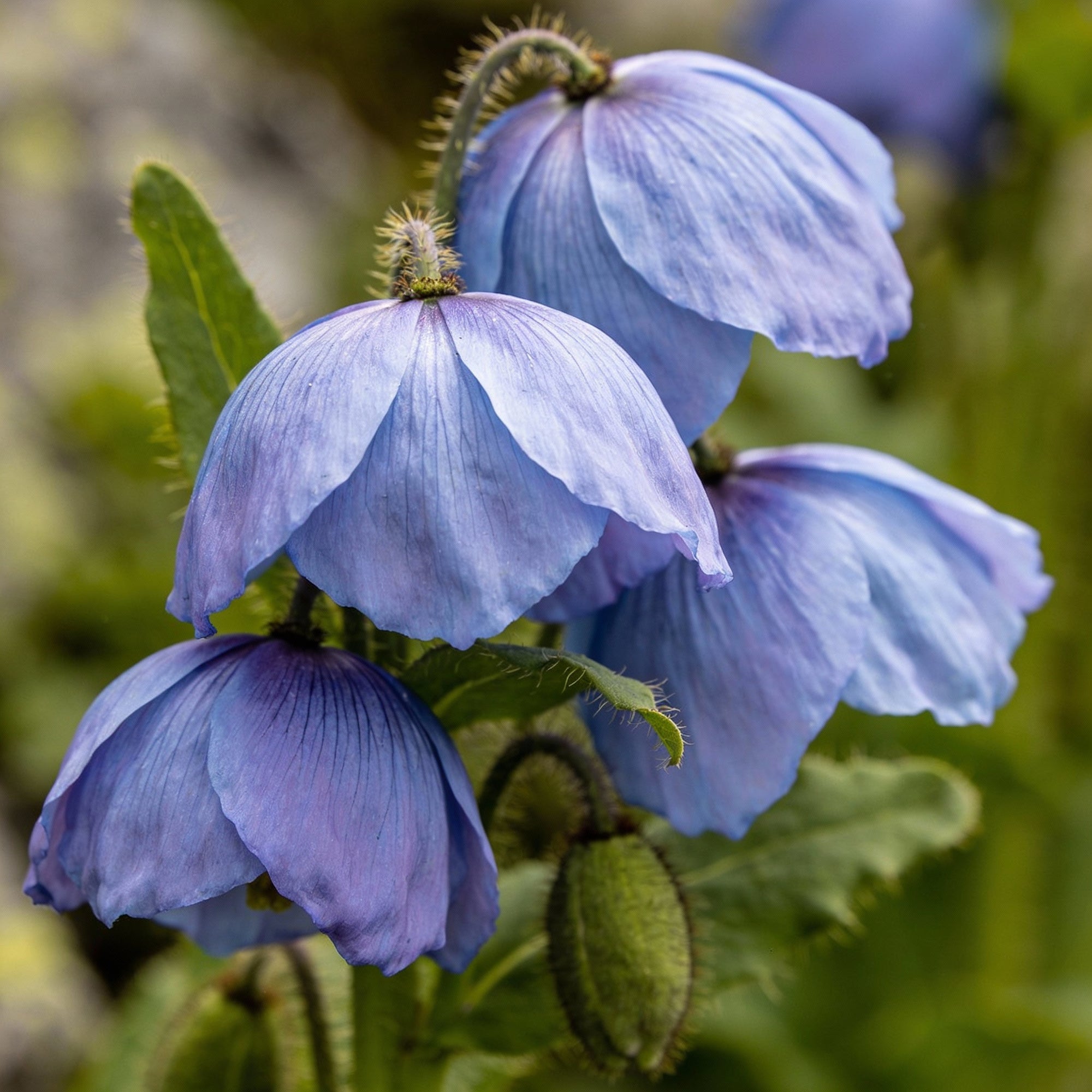 meconopsis-paniculata-flower-seeds-for-garden-planting