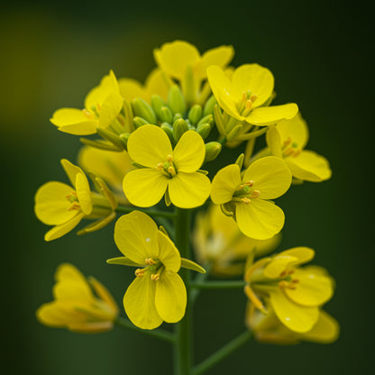 Heirloom Mustard Seeds for Planting – Traditional Mustard Plant Seeds for Gardening
