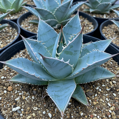 Agave Titanota Blue Seeds for Planting – Heirloom Non-GMO Ornamental Succulent