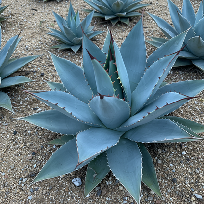 Agave Titanota Blue Seeds for Planting – Heirloom Non-GMO Ornamental Succulent
