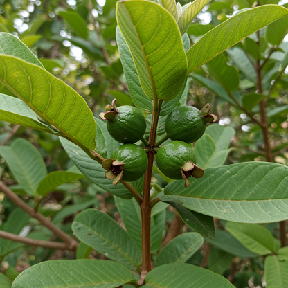 Pink Supreme Guava Seeds for Planting – Sweet Juicy Tropical Fruit Seeds