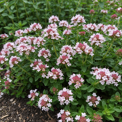 Sweet Marjoram Seeds for Planting – Prescott Fond Blanc Variety Aromatic Herb