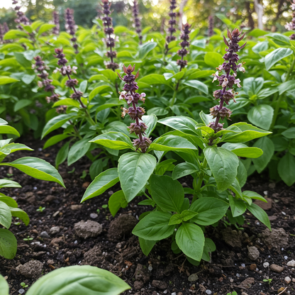 Cinnamon Basil Seeds – Aromatic Spiced Basil Herb for Home & Kitchen Gardens
