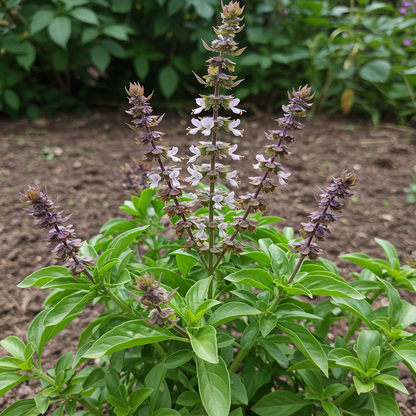 Spicy Sabre Basil Seeds – Heirloom Aromatic Basil for Bold Culinary Gardens