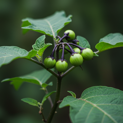 Solanum Nigrum Berry Fruit Seeds – 100 pcs