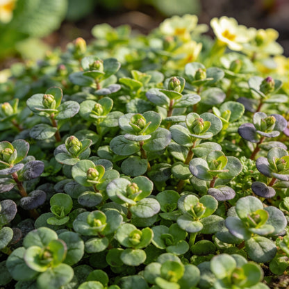 Primrose Husky Mixed Seeds for Garden Planting