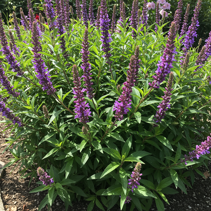 Purple Rain Mix Flower Seeds for Garden Planting