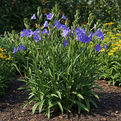 Lisianthus Rosita 2 Blue Flash Seeds for Gardens and Bouquets
