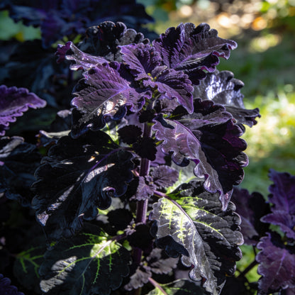 Coleus Giant Exhibition Palisandra Seeds - Deep Purple-Black Foliage