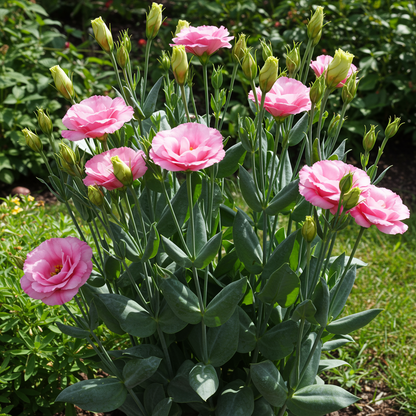 Lisianthus Rosita Pink Flash Seeds for Gardens and Bouquets