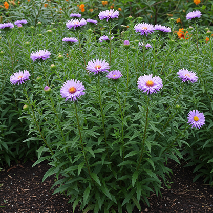 Lilac Aster Flower Seeds for Garden Planting