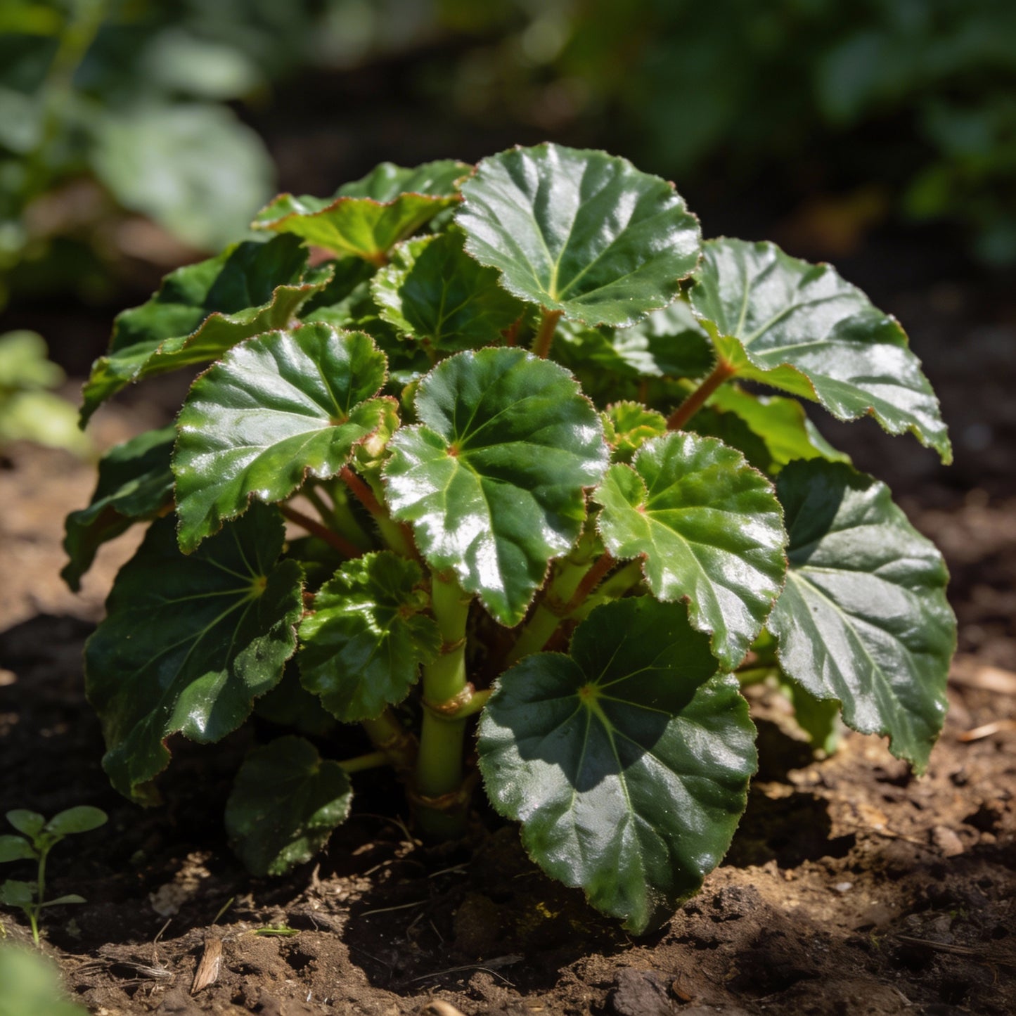 Greenish-Yellow Begonia Flower Seeds for Garden Planting