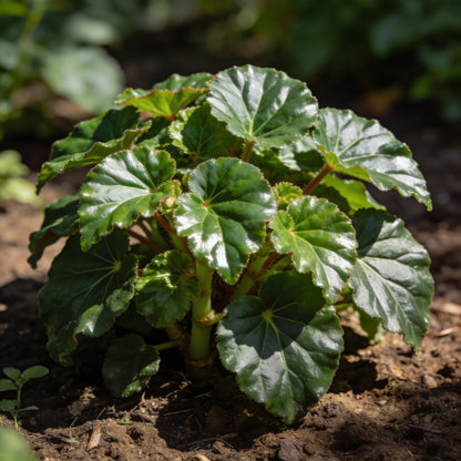 Greenish-Yellow Begonia Flower Seeds for Garden Planting