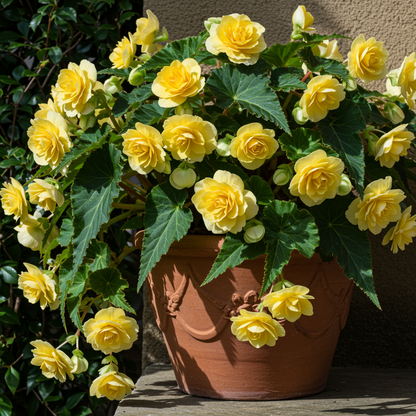 Greenish-Yellow Begonia Flower Seeds for Garden Planting