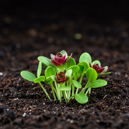 Burgundy Aster Flower Seeds for Garden Planting