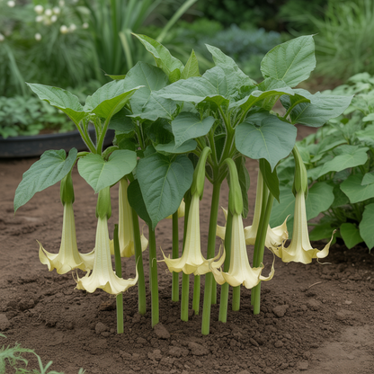 Brugmansia sanguinea Aurea Flower Seeds – Golden Trumpet for Planting