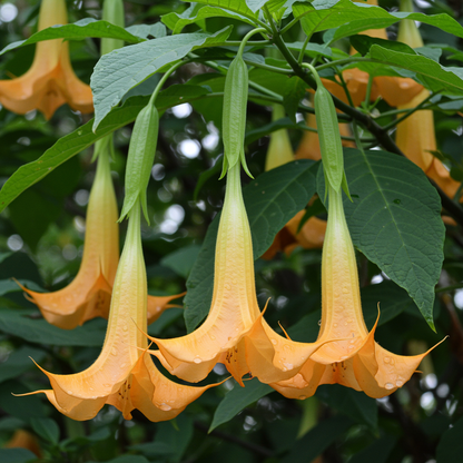 Brugmansia sanguinea Aurea Flower Seeds – Golden Trumpet for Planting