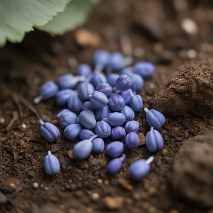 Muscari Armeniacum Grape Hyacinth Flower Seeds for Planting