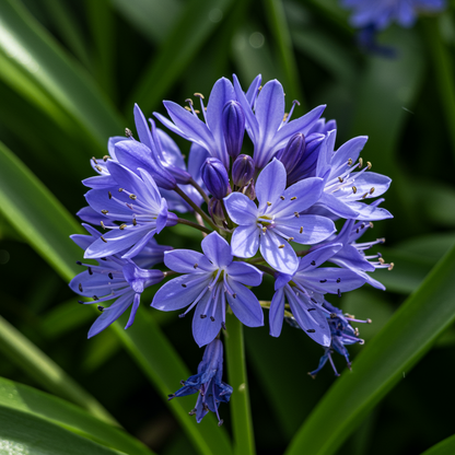 Blue Tinsel Lily Anguligar Flower Seeds for Garden Planting