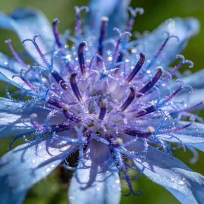 Blue Tinsel Lily Anguligar Flower Seeds for Garden Planting