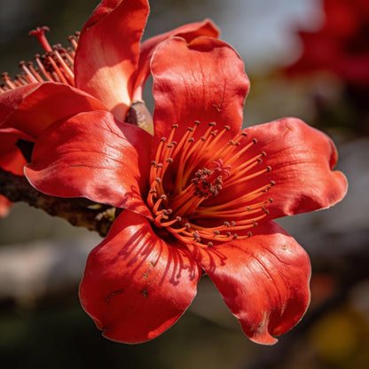 Red Nema Perennial Kapok Plant Big Flower Seeds for Garden Planting