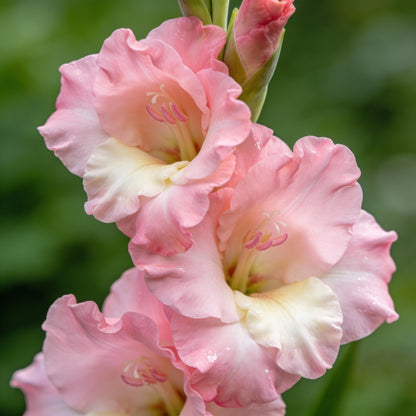 Gladiolus Vera Lynn Flower Seeds for Garden Planting