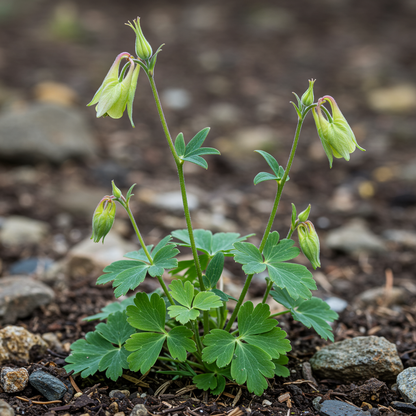 Aquilegia Alpina Seeds for Garden Planting