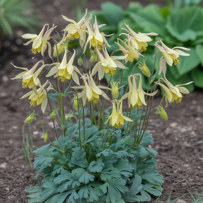 Aquilegia vulgaris Mellow Yellow Shades Flower Seeds – Columbine for Planting