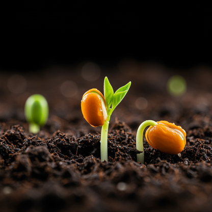 Hardy Orange Seeds for Planting