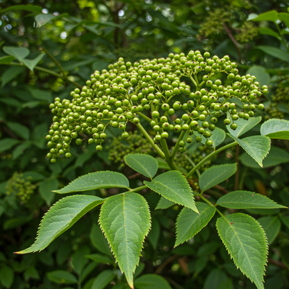 Improved Cultivar Mix Elderberry (Sambucus nigra) Seeds