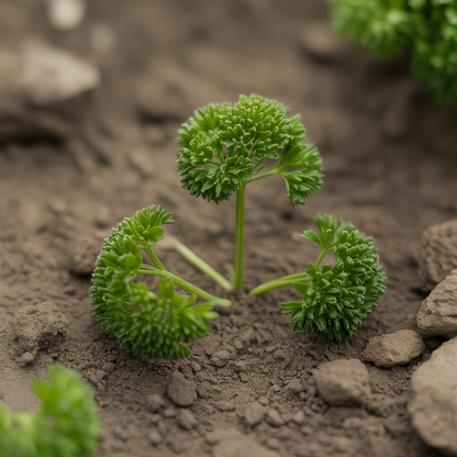 Triple Curled Parsley Seeds for Planting – Heirloom, Non-GMO Fast-Growing Culinary Herb