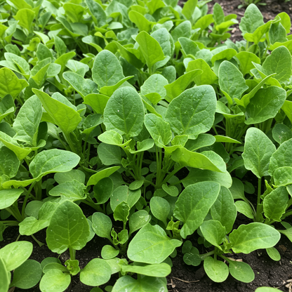New Zealand Spinach Seeds - Heat Tolerant Spinach Seeds for Home Garden