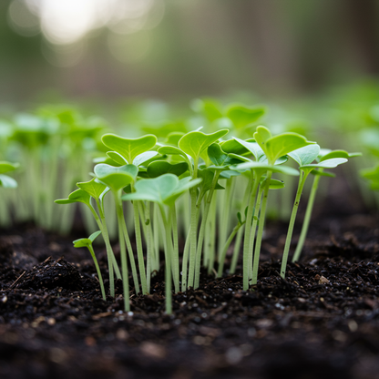 Radish Zlata Seeds - Radish Seeds for Home Garden