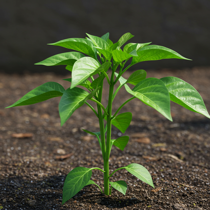 Pepper Slim Jim Seeds - Heirloom Pepper Seeds for Home Garden
