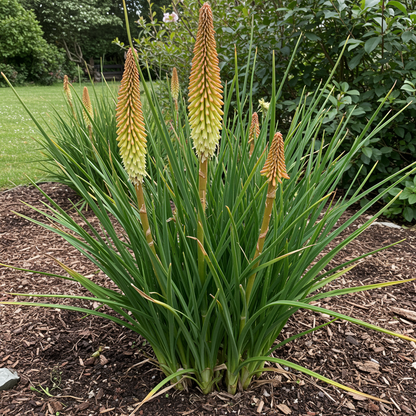 Red Hot Poker Kniphofia Flower Seeds - Perennial Flower Seeds for Garden