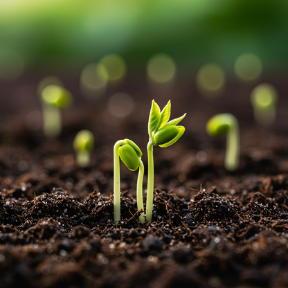 Himalayan Crabapple (Malus baccata) Apple Seeds for Planting