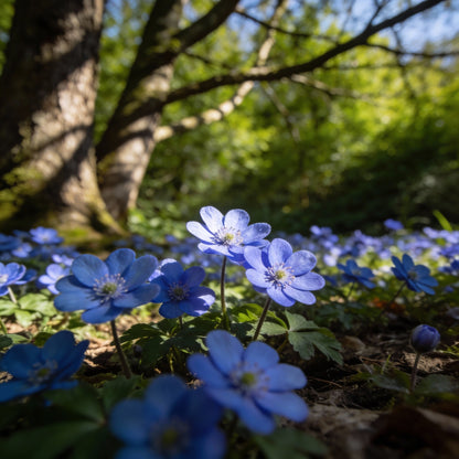 Anemone Blanda Blue Shades Tubers - Blue Anemone Flower Seeds for Garden
