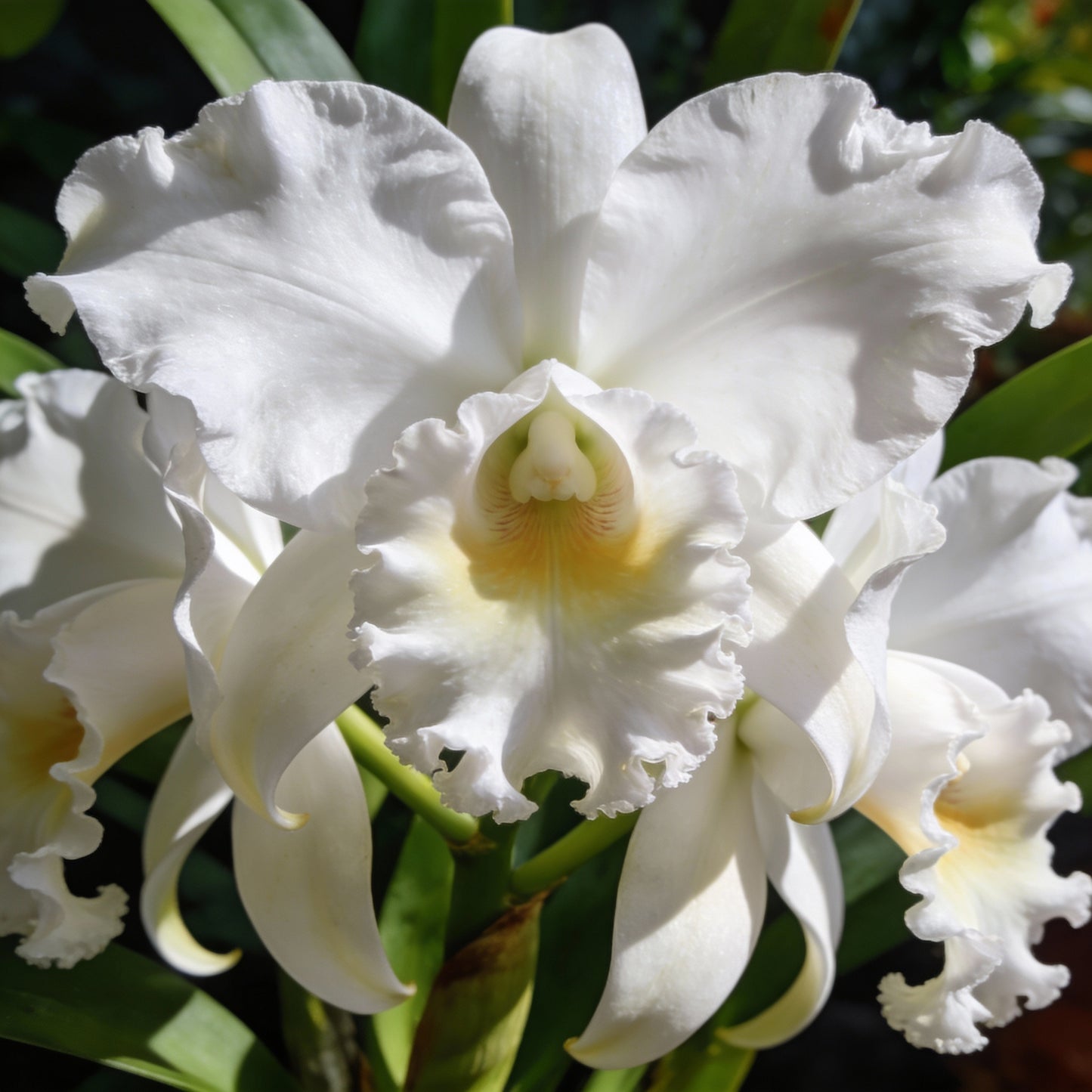 White Cattleya Orchid Seeds - White Orchid Flower Seeds for Garden