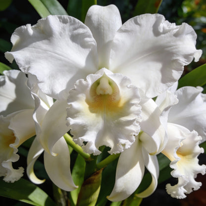 White Cattleya Orchid Seeds - White Orchid Flower Seeds for Garden