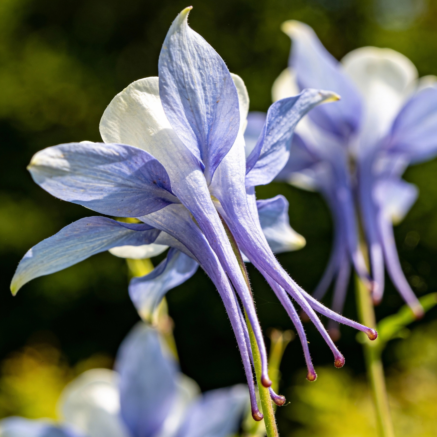 Columbine Flower Seeds - Columbine Flower Seeds for Garden