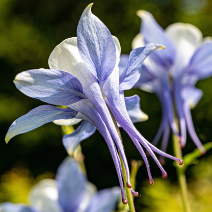 Columbine Flower Seeds - Columbine Flower Seeds for Garden