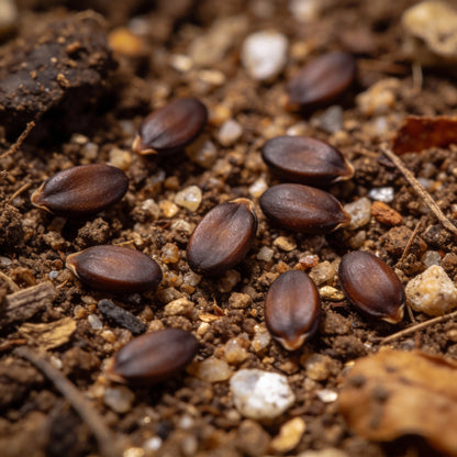 Mixed Tulip Flower Seeds - Tulip Flower Seeds for Garden