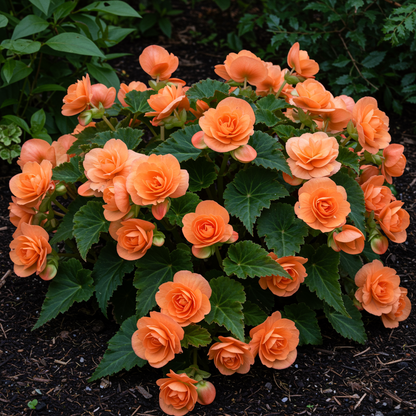 Apricot Begonia Flower Seeds for Garden Planting